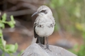 031 Galapagos mocking bird 04